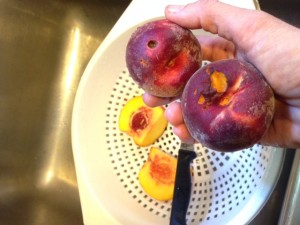 Peaches_BirdPecked